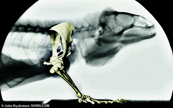 �¹����ֵ�Orobates pabsti��ʯ��ս�����������������ƶ����о�