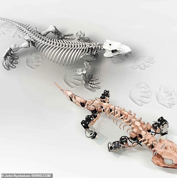 �¹����ֵ�Orobates pabsti��ʯ��ս�����������������ƶ����о�