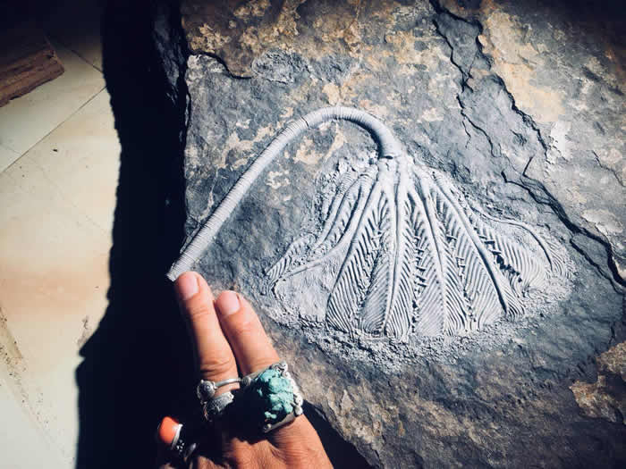 ��գ��ú��ٺ�ʼ������ʢ��