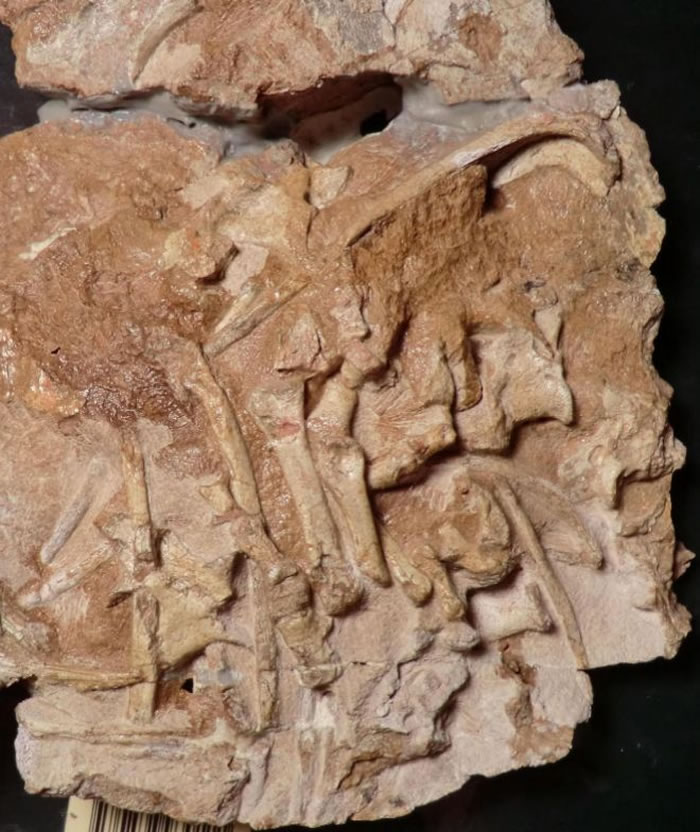 �·��ֵĿ����������ϼ�������2.5����ǰ���ϼ������� �Բ�ʳ����Ϊ��