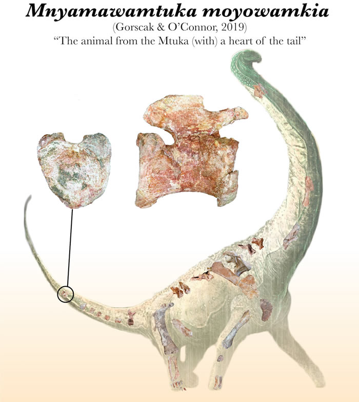 ���޷���һ����������β�ǵĿ�������Mnyamawamtuka moyowamkia