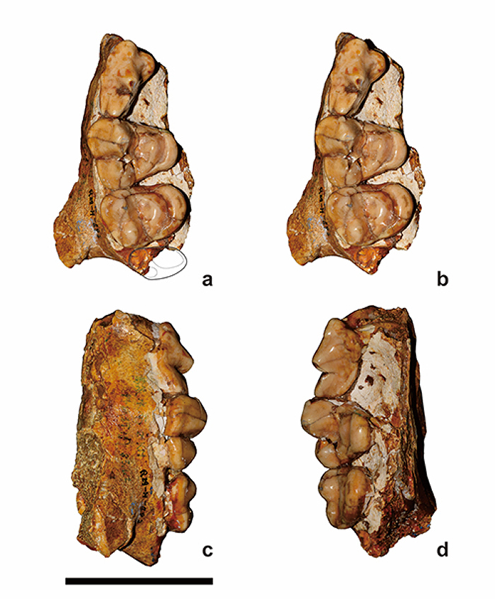 ռ��Ȯ�ܵĻ�ʯ(������� ��ͼ)