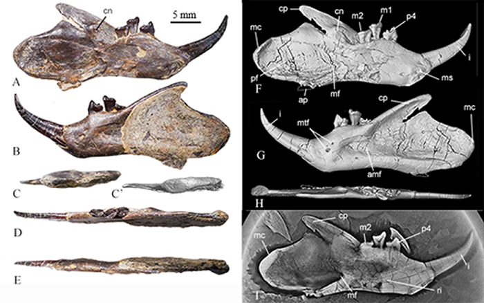 济赞堂奇兽模式标本下颌形态及CT,CL扫描和复原图(毛方圆 供图)