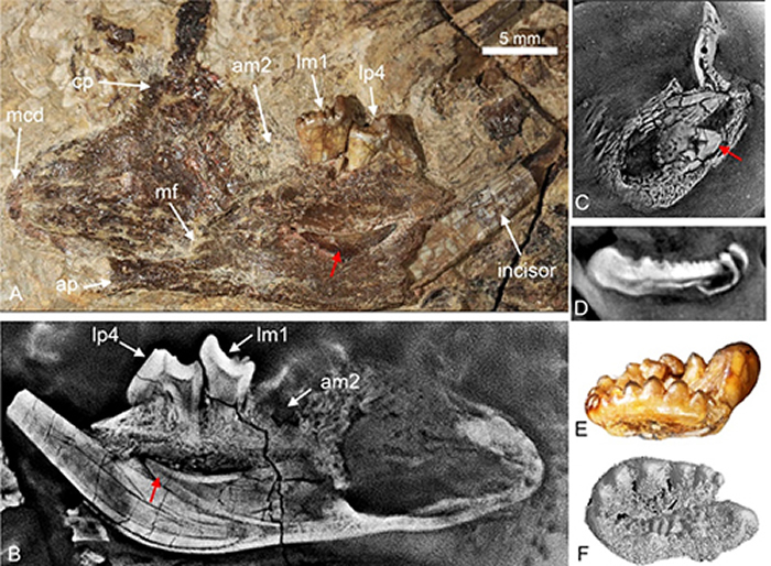 金氏树贼兽门齿替换的证据(毛方圆 供图)