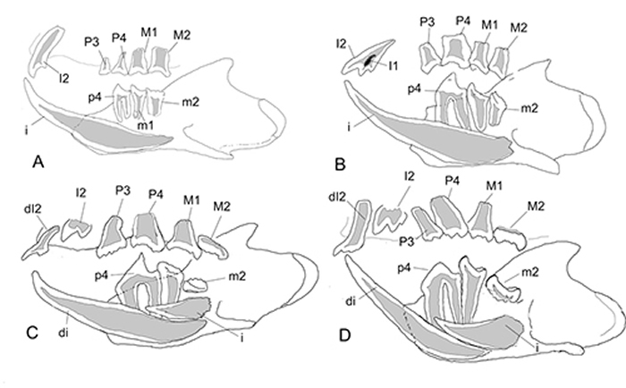 真贼兽牙齿形态和门齿替换的不同方式对比(毛方圆 供图)