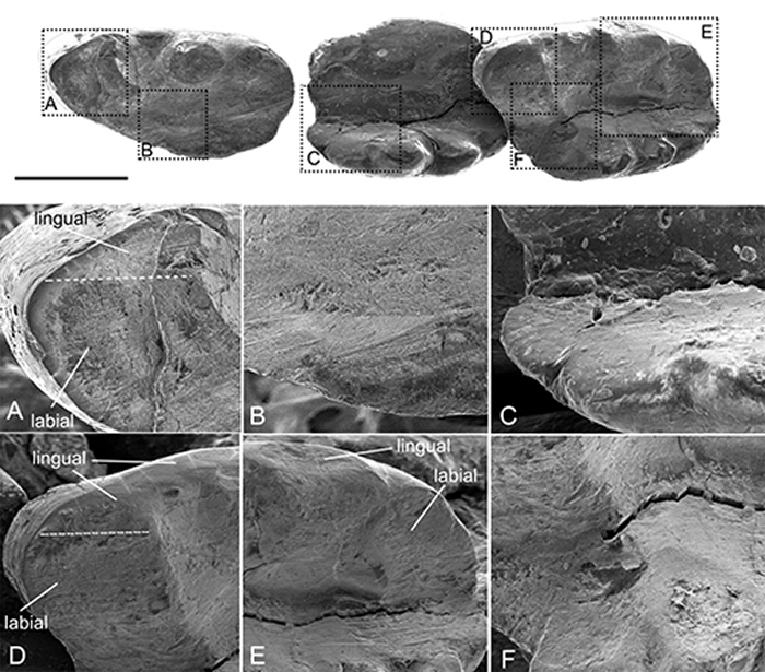 济赞堂奇兽牙齿磨痕的SEM显微结构,显示磨蚀面,磨痕及其分布(毛方圆 供图)