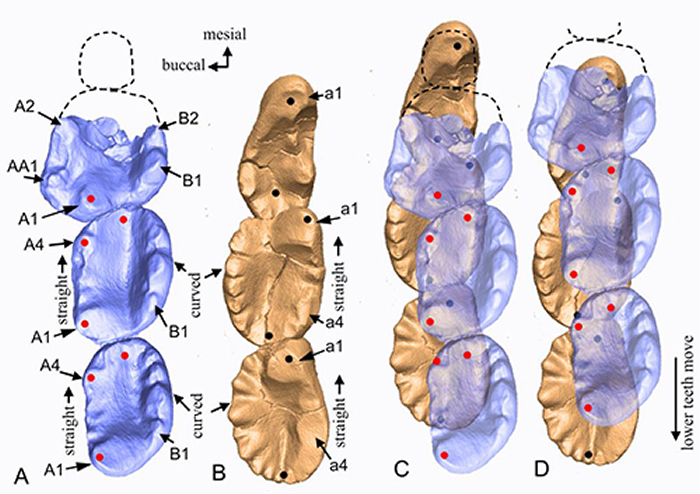 奇兽牙齿三维咬合、咀嚼模式模拟(毛方圆 供图)