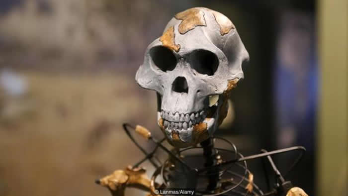 �����Ϸ���Գ��Australopithecus afarensis �������ڴ�Լ300����ǰ������Ϊ�����������ȡ�