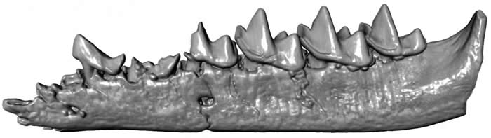 ��������˹�ӺӰ��Ϸ�����������ʱ�ڵ��д�����Unnuakomys hutchisoni