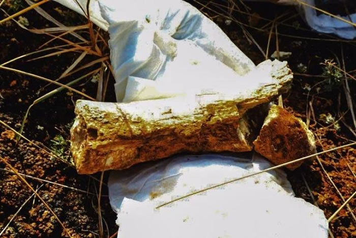 青海省西宁市发现世界级地质遗迹 出土近2000万年前的哺乳动物化石群