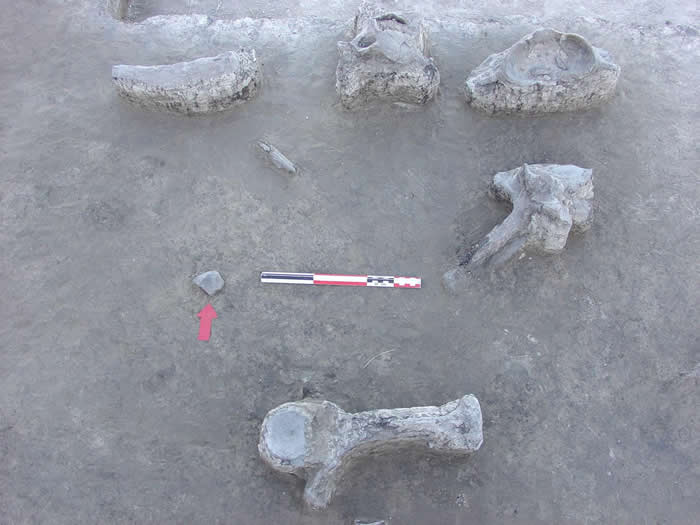 ����͢���Ͳ�ԭ���ֵľ��͵�����ʯ�ṩ�����������ĩ�ھ��Ͷ�������йص�֤��