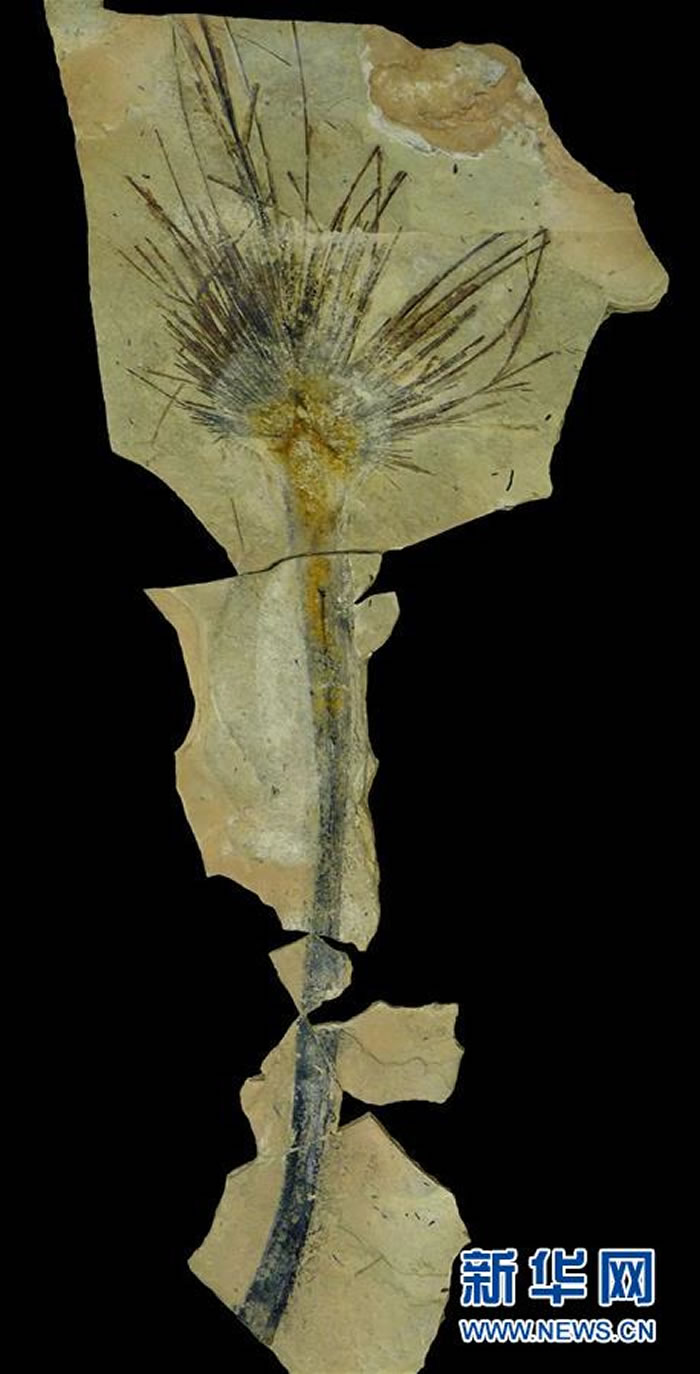 �����й���ѧԺ�ڵڶ�����ظ�ԭ�ۺϿƿ�ʱ���ƿ����ڲر���������ؾ��Լ2500����ĵز��вɼ�����ҶƬ��ʯ���ϳ���Ƭ�����»��緢������ �㣩