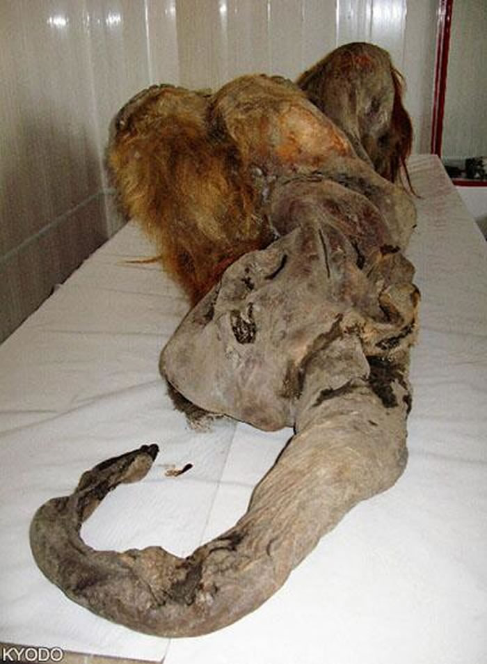 ��������������ձ����ܴ�ѧ�о��Ŷӳɹ�ʹ��������ʯ��ȡ����ϸ��������