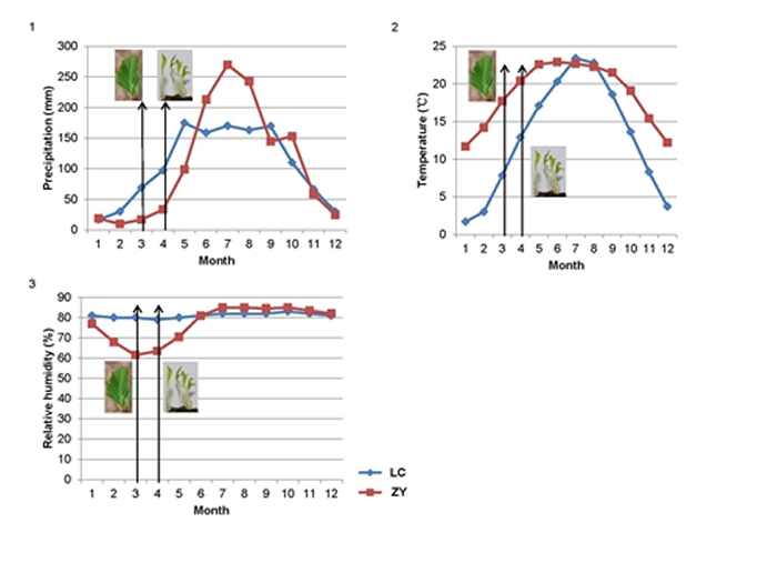 �������䣨ZY���ͺ���������LC������������Ա�ͼ��ʾ�������Եļ��������������������ļ���������