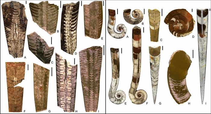 中奥陶世NTS生物区典型头足类(左)和晚奥陶世STTS生物区典型头足类(右)