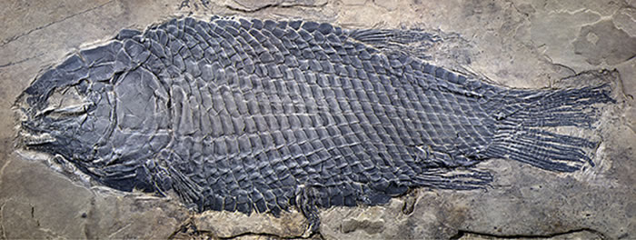 ������������ͱ걾������ ��ͼ��