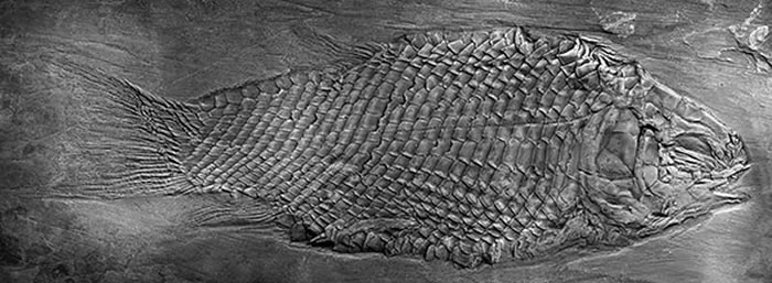 �����������һ�����걾������ ��ͼ��