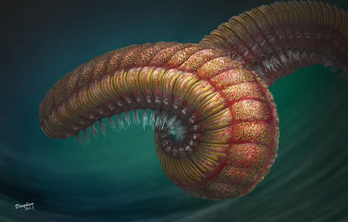 ���ϳν�����Ⱥ�еĻ��ڶ����ë����ȳ� Ipoliknus avitus��ԭͼ������棩