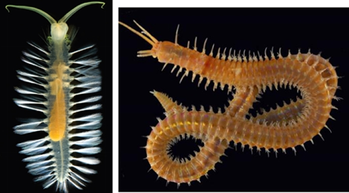 �ִ������л��ڶ����ë��