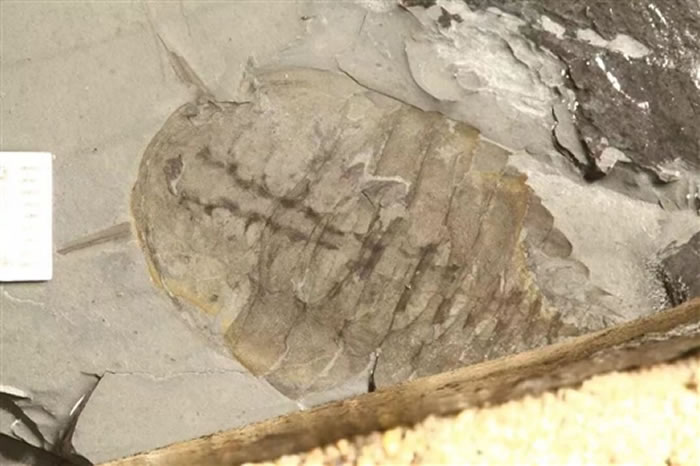 �������滯ʯ