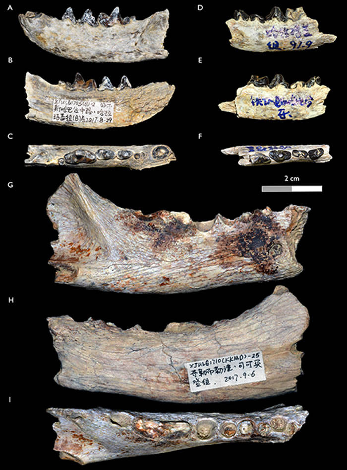 ���׹ź������������ʯ��A-F�׻�����Hoplictis baihu��G-I�ƺ�������Hoplictis cf. H. helbingi��������� ��ͼ��