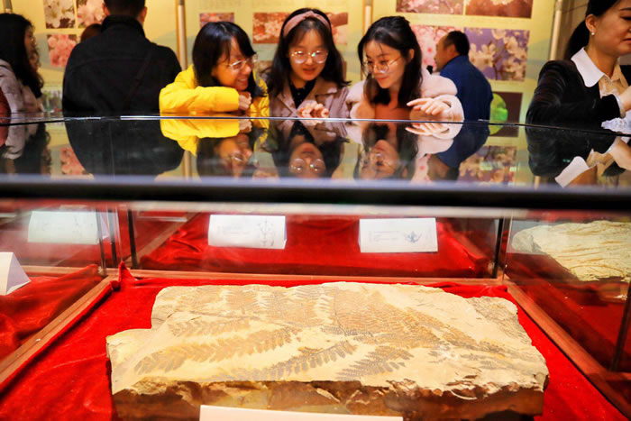 南京古生物博物馆举办“‘许你一个花花世界’植物与花化石特展”