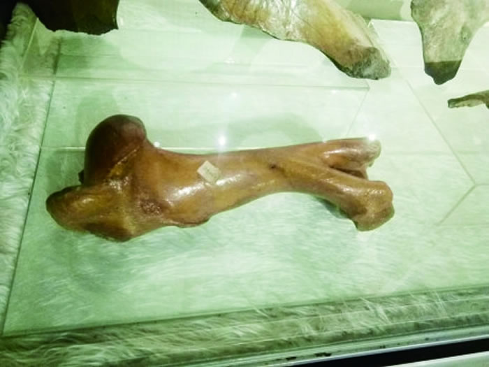 ½�鴨�񵽵ĹŶ��ﻯʯ