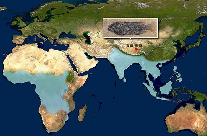 现代攀鲈分布区（蓝色）及青藏高原攀鲈化石产地（红圆）。化石为西藏始攀鲈正模标本，现存于中科院古脊椎动物与古人类研究所（吴飞翔供图）