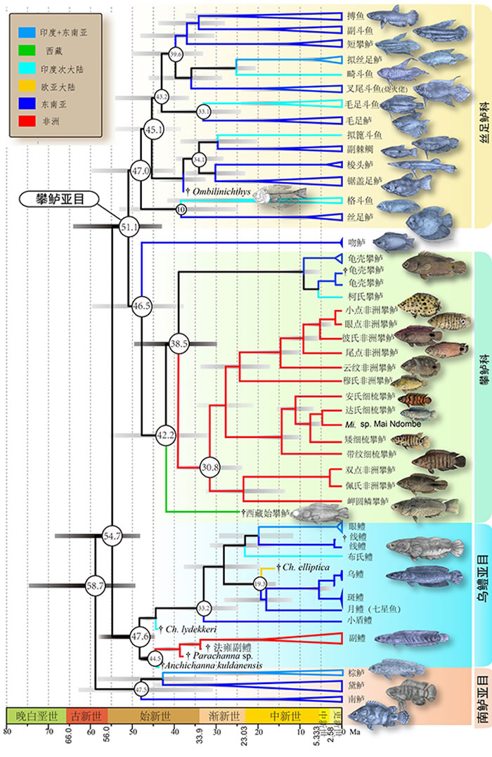 攀鲈目谱系时间树(The Timetree of Anabantiformes)前标为化石属种。圈内数字为节点时间平均值。支系颜色代表分布区(见左上方框)。缩写