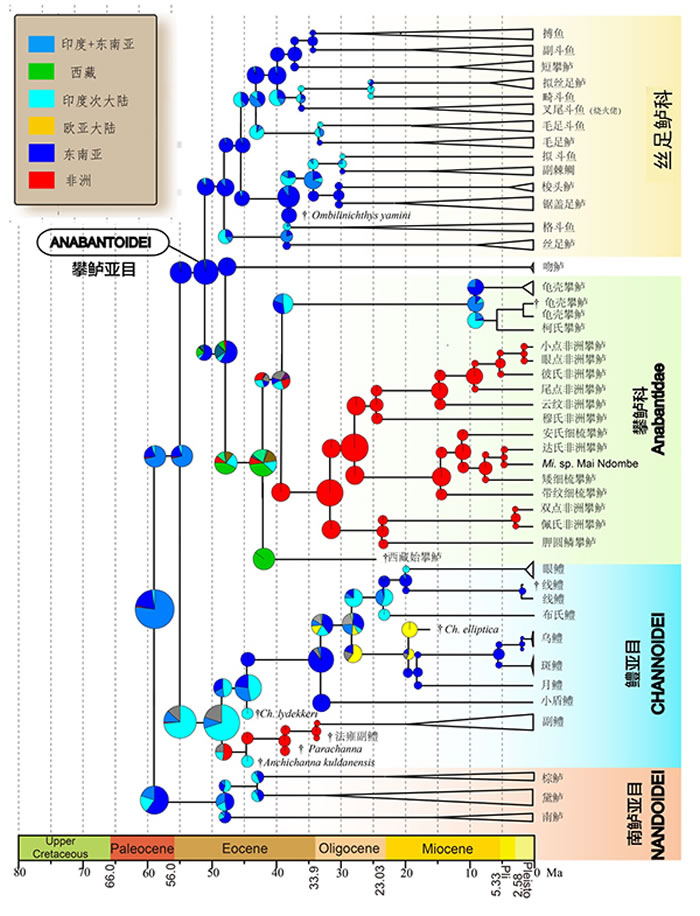 攀鲈目祖先分布区分析结果。缩写： A.=Anabas攀鲈属; Ch.=Channa鳢属; Ct=Ctenopoma 非洲攀鲈属; Mi=Microctenopo