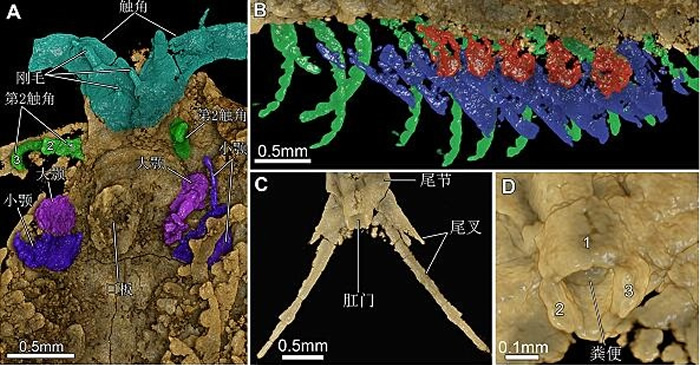 ����ͼ��ʹ�ø߾�����΢CT��ʾ�ĺ���Ͷ�ڶ��Ĵ����������־�ϸ��̬�ṹ��