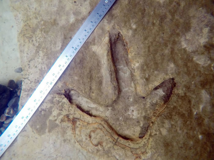 �������ϵ��״η�����������ǰ������(moa)��ӡ��ʯ