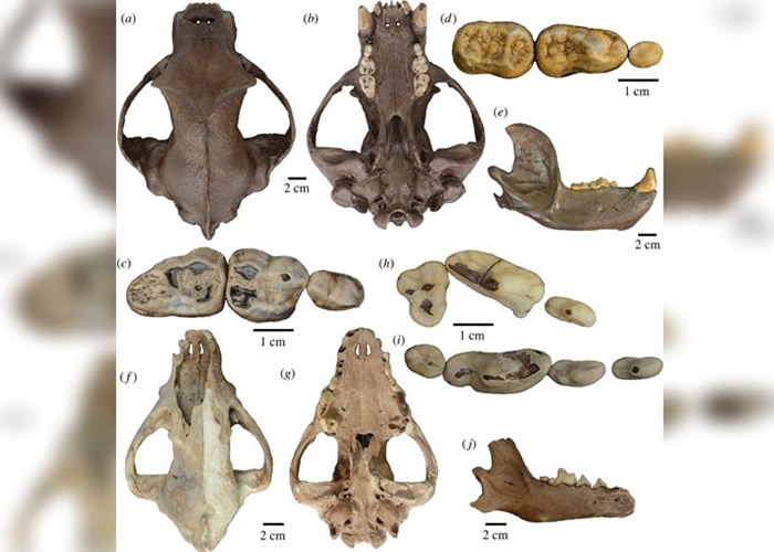 ī�����̼Ӷٰ뵺�������׶�Ѩ���������ﻯʯ ���˽���������̬��ʷ