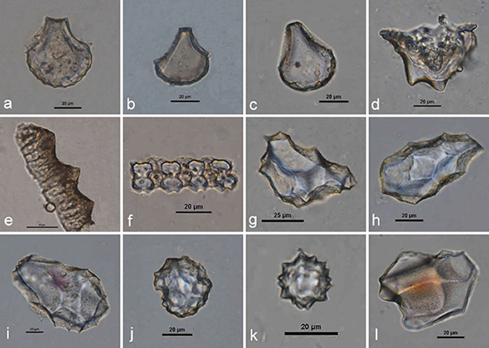 茶岭遗址常见植硅体类型(a-f:水稻植硅体)