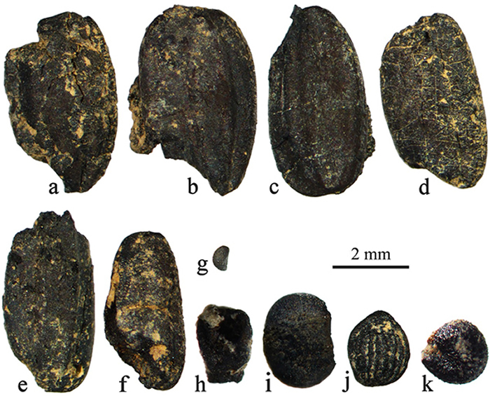 茶岭遗址若干单位出土的炭化植物遗存(a-f:水稻)