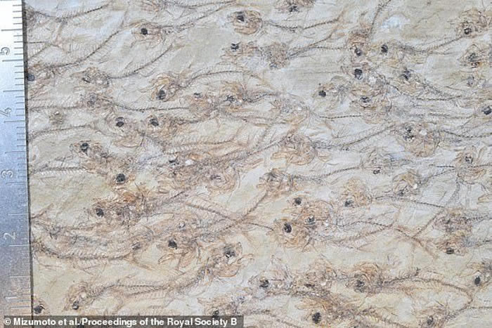 �����̺���ʯ�����з���5000����ǰ����Ⱥ��ʯ ����259��С��