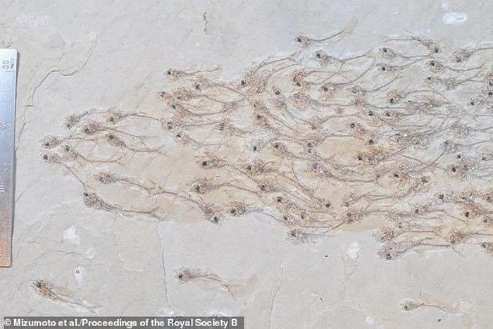 �����̺���ʯ�����з���5000����ǰ����Ⱥ��ʯ ����259��С��