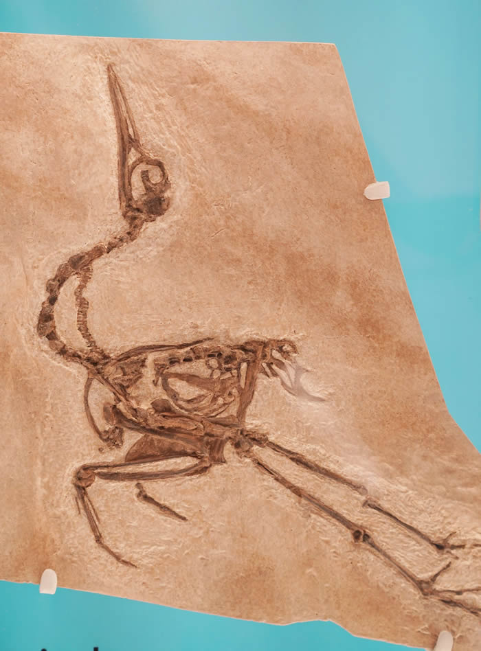 ������ʢ����Ȼ��ʷ����ݽ����¿��ſ����뻯ʯչ��