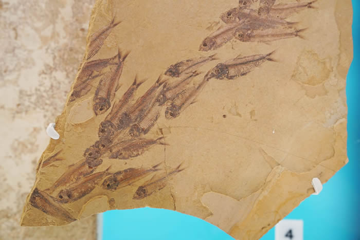 ������ʢ����Ȼ��ʷ����ݽ����¿��ſ����뻯ʯչ��