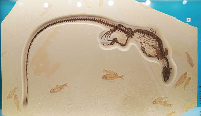 ������ʢ����Ȼ��ʷ����ݽ����¿��ſ����뻯ʯչ��