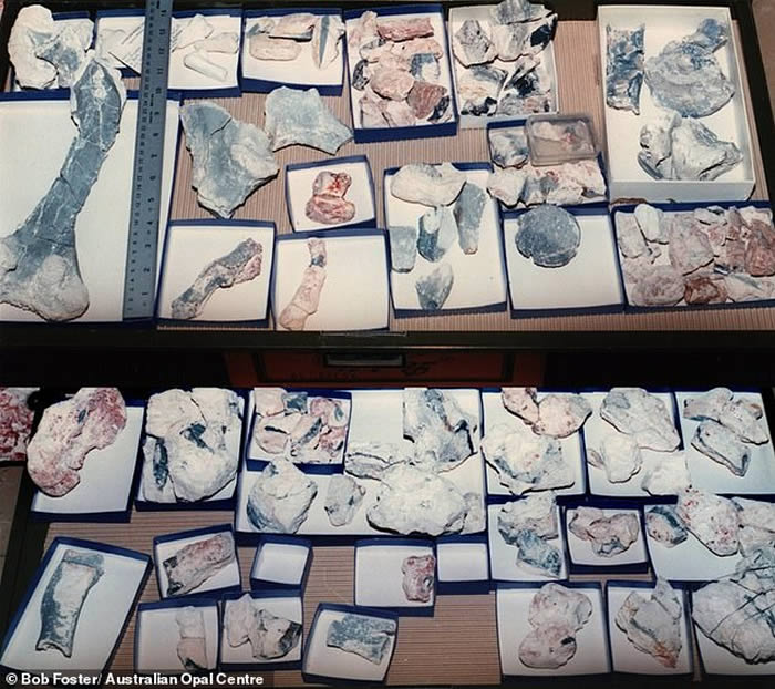 �Ĵ����Ǳ�ʯ����żȻ���ֿ���������Fostoria dhimbangunmal