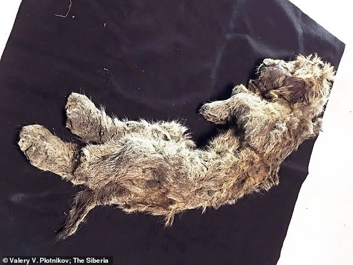 �ճ����Ͷ��� ����˹�����������ö����㷢�ֱ���3����Сʨ�Ӹ�ʬ��˹�ʹ�ˡ�