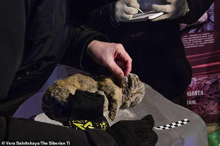 �ճ����Ͷ��� ����˹�����������ö����㷢�ֱ���3����Сʨ�Ӹ�ʬ��˹�ʹ�ˡ�