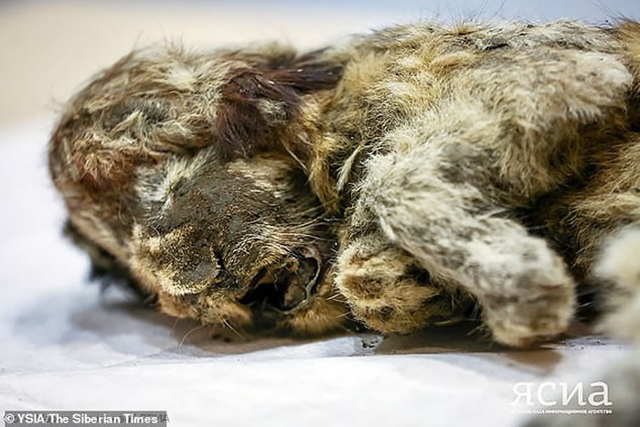 �ճ����Ͷ��� ����˹�����������ö����㷢�ֱ���3����Сʨ�Ӹ�ʬ��˹�ʹ�ˡ�