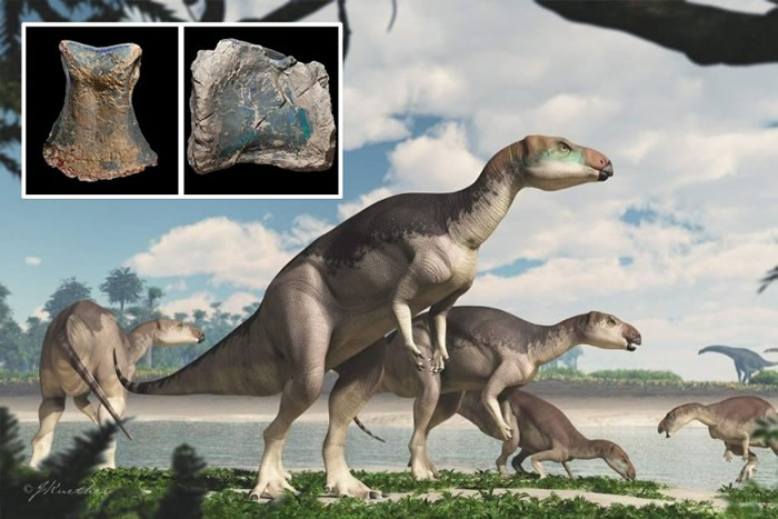 出土恐龙化石33年后终证属新品种- 化石网