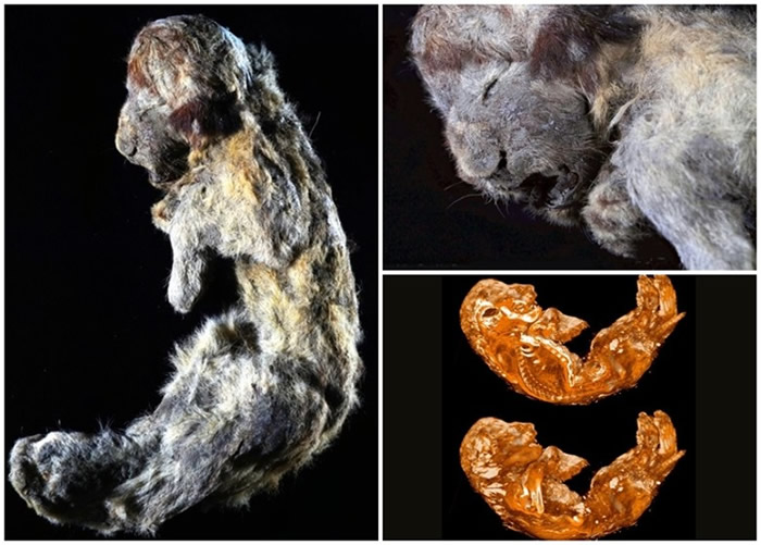 ����˹�������Ƕ�������3����ǰ��ʨ�ź� ����������Ի���