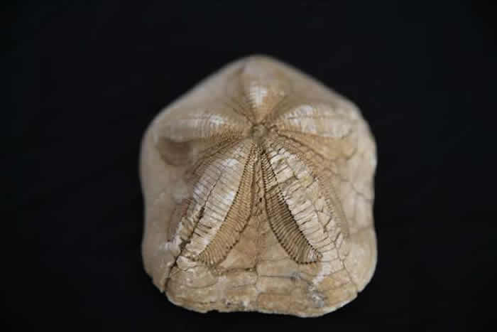 ����������ѧ��ʦ20�����ռ���ǧ�黯ʯ ���ұ�ɲ���ݣ�© Cem Genco��