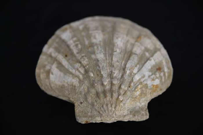 ����������ѧ��ʦ20�����ռ���ǧ�黯ʯ ���ұ�ɲ���ݣ�© Cem Genco��