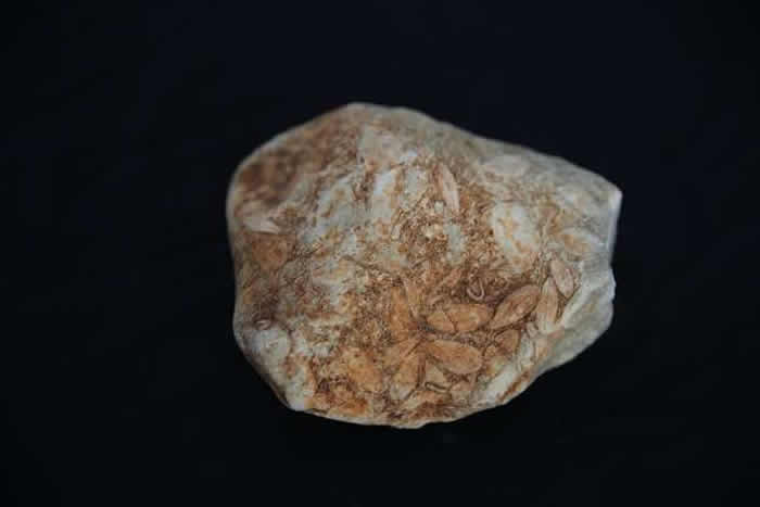 ����������ѧ��ʦ20�����ռ���ǧ�黯ʯ ���ұ�ɲ���ݣ�© Cem Genco��