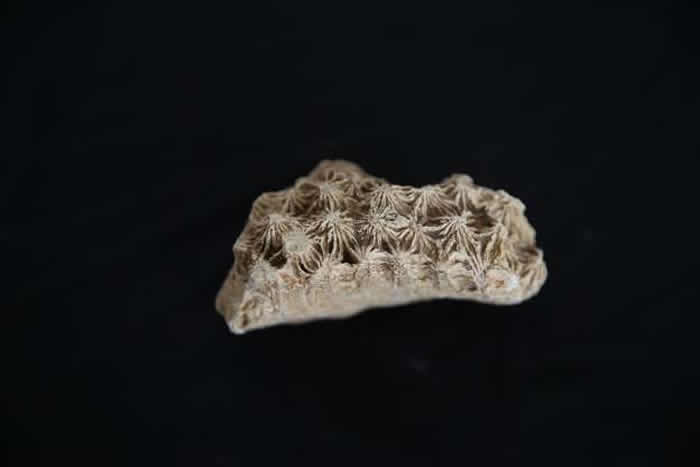 ����������ѧ��ʦ20�����ռ���ǧ�黯ʯ ���ұ�ɲ���ݣ�© Cem Genco��